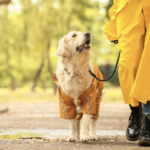 Join the Pack: Explore the Finest Dog Lovers Websites